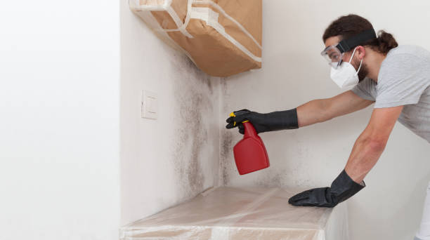 Basement Mold Remediation treatment on basement walls in Sonora
